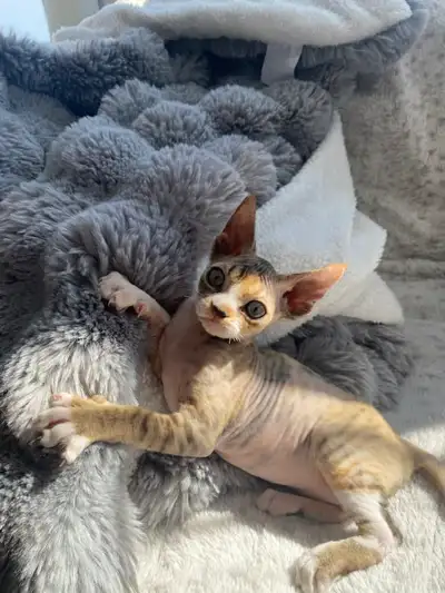 Chatons rex devon prêt pour adoption, View more