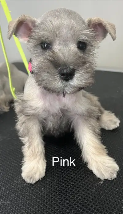 miniature schnauzer puppies, View more