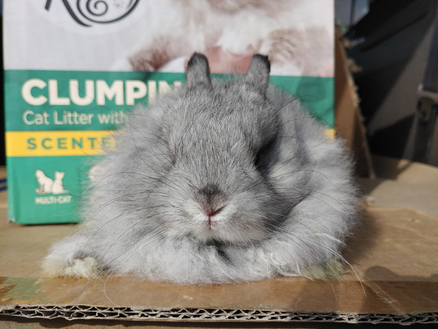 Dwarf Bunny with Indoor/Outdoor Cages Included in Small Animals for Rehoming in Ottawa - Image 2