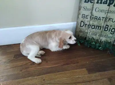 COCKER SPANIEL LOOKING FOR NEW HOME!!!, View more