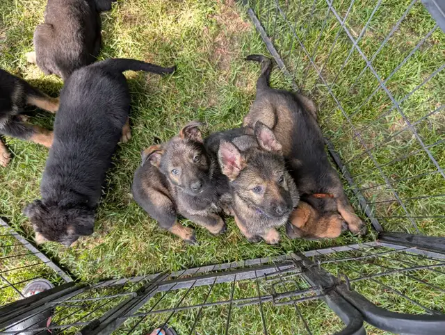 Puppies ready this weekend in Dogs & Puppies for Rehoming in Ottawa - Image 3