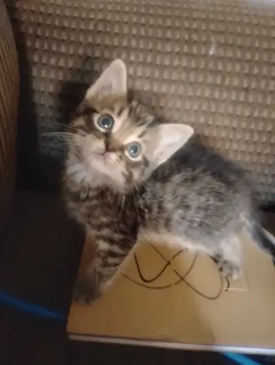 Adorable Tabby Kittens, View more