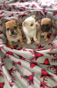 3 beautiful chihuhua puppies left!