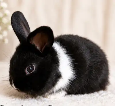 Baby Dutch Bunnies, View more