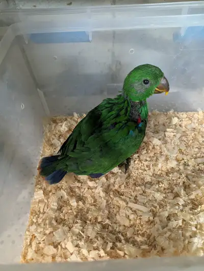 Male Baby Eclectus!, View more