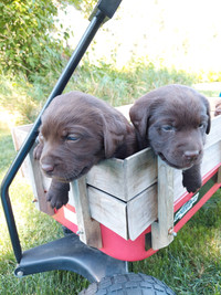Purebred Chocolate lab puppies. 3 LEFT TO PICK