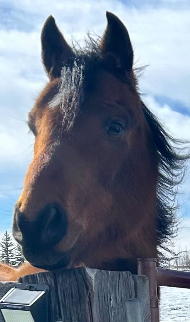 Project horse - Sport gelding in Horses & Ponies for Rehoming in Calgary