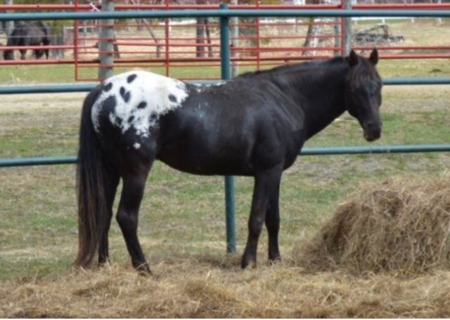 KTM LIVESTOCK in Horses & Ponies for Rehoming in Sudbury - Image 2