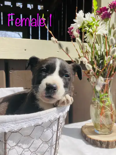 We have a litter of 9 sweet border collie mix puppies ready for their forever home! 5 males and 4 fe...