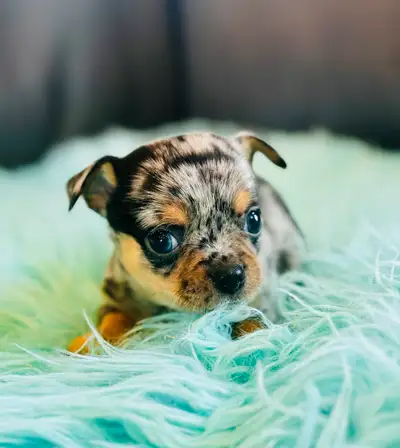 Éleveur depuis plus de 15 ans , j'ai plusieurs chiots disponible a l'adoption pour bonne famille Mes...