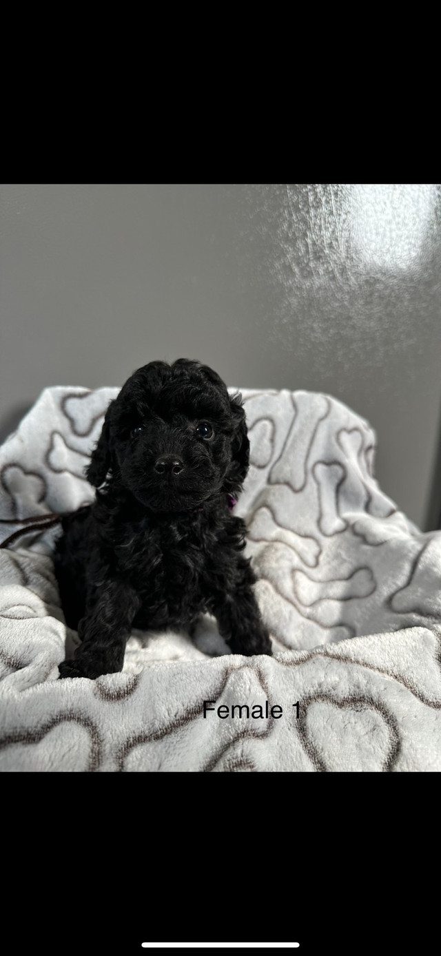 Toy poodle puppies in Dogs & Puppies for Rehoming in Vancouver - Image 2