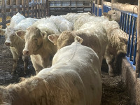 Wanted feeder calves    