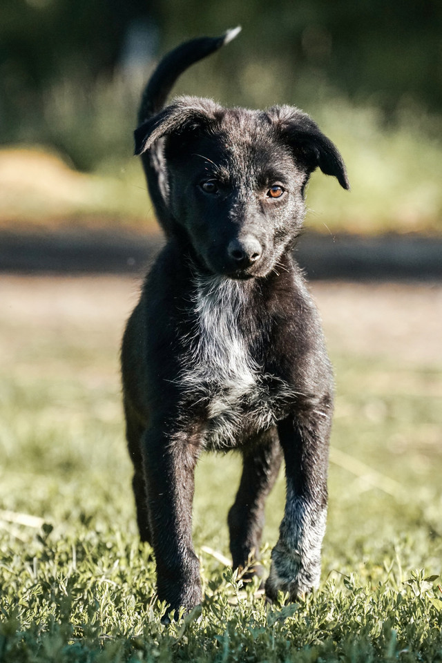 border collie puppies in Dogs & Puppies for Rehoming in Lethbridge - Image 4