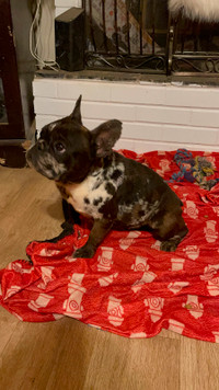 Very small Merle Frenchie for sale!!!!!!