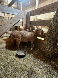 Boer buckling