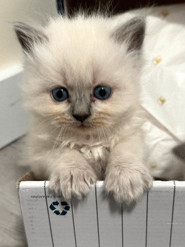 ragdoll kittens ready to reserve in Cats & Kittens for Rehoming in Richmond