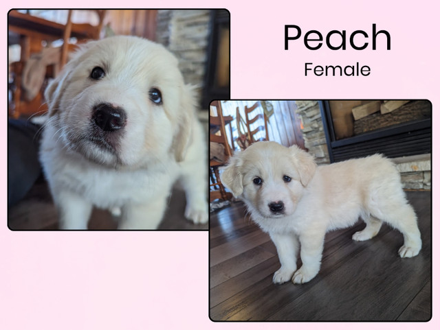 Adorable Great Pyrenees Cross Puppies Available! in Dogs & Puppies for Rehoming in Saskatoon - Image 2