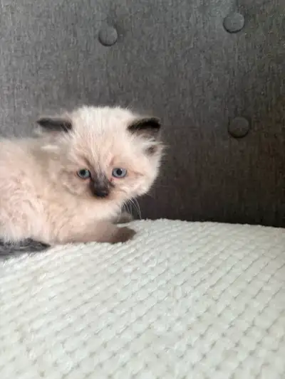 1 beautiful rag-doll kitten. They are 700 . I get them vet checked, dewormed and 1st set of needles....