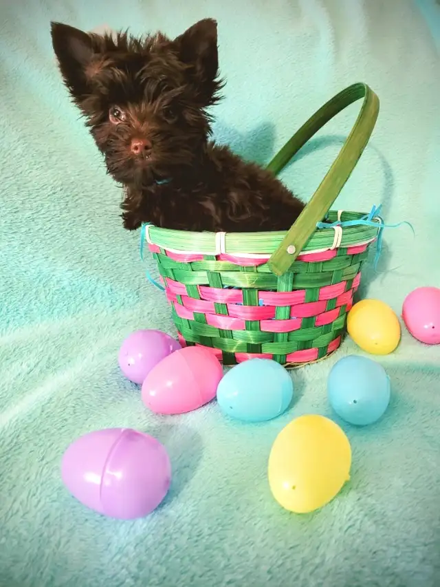 Rare dark chocolate yorkie puppies in Dogs & Puppies for Rehoming in City of Toronto - Image 3