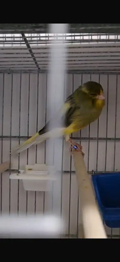 yorkshire canary , View more