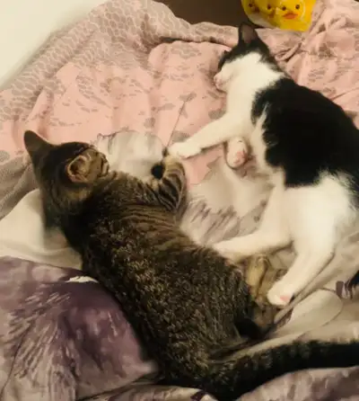 Two kittens looking for loving home, View more