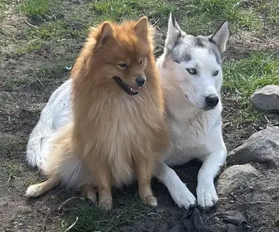 $450.00 Pomeranian, Husky, Pomsky, View more