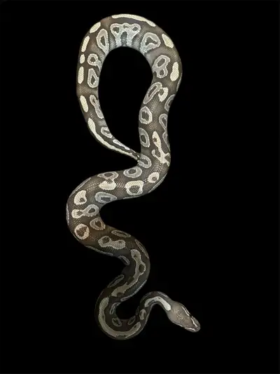 Ppu - Free Male Mojave Ball Python, View more