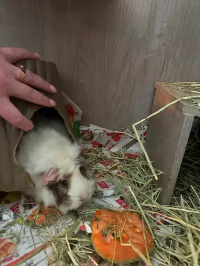 2 female Guinea pigs, View more