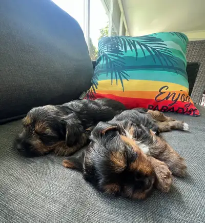 Yorkie Puppies, View more