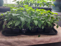 Pepper plants for sale