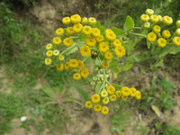 Plant Balsamite (Tanacetum balsamita) ou menthe-coq