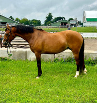 Welsh mare for free lease 