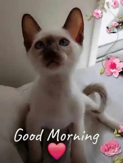 ♀️♂️Sublimes Chatons Siamois♀️Beautiful Siamese Kittens♂️♀️, View more