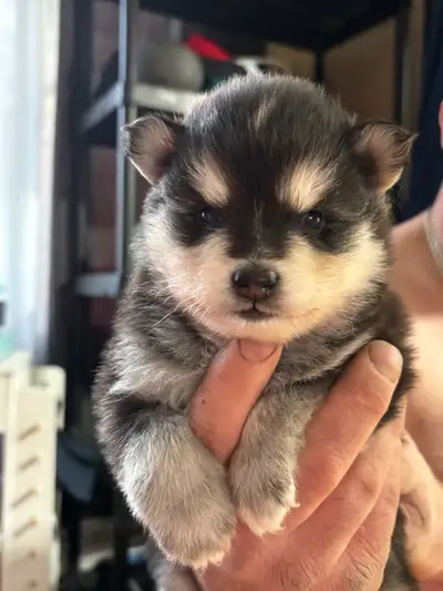 3 bebe male pomsky a vendre plus que quelque semaine avant d’etre pret a quitter la maman possibilit...
