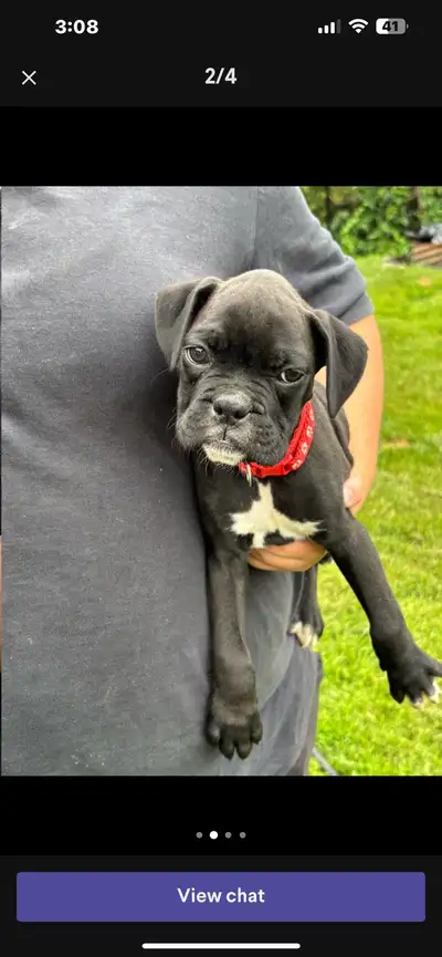 Boxer pup, View more
