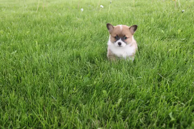 Two CKC Registered Female Pembroke Welsh Corgi Pups Available in Dogs & Puppies for Rehoming in Sarnia - Image 8