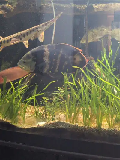 I'm selling a 10" Bumblebee Oscar. This beautiful fish would make a great addition to any large aqua...