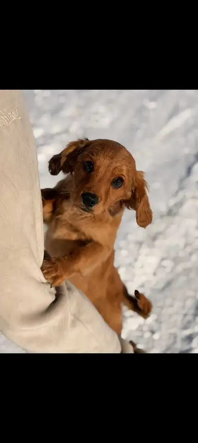 Cavapoo for rehousing, View more