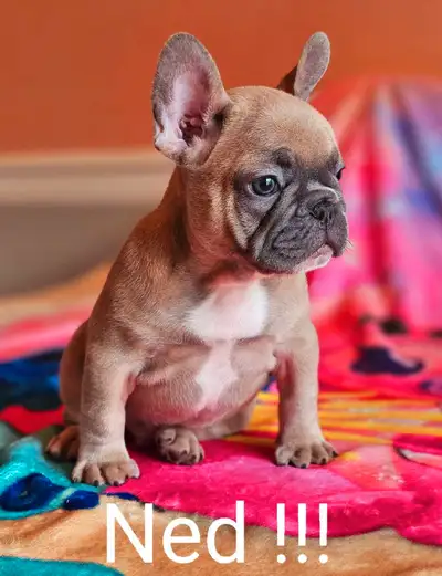 ***BIEN LIRE L'ANNONCE POUR LES PRIX DE CHACUN SVP AVANT DE CONTACTER MERCI*** Bonjour !!! Merci pou...