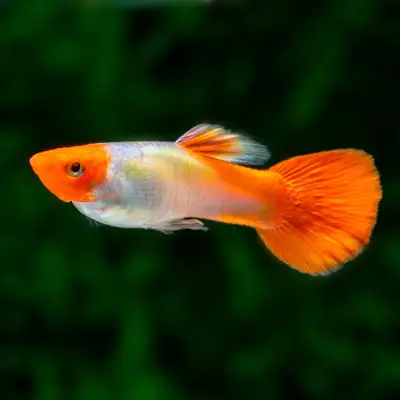 Koi Guppy Female, View more