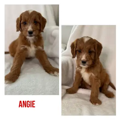Our adorable mini Goldendoodle puppies are ready to join their forever families! 1 male and 1 female...