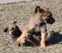 German Shepherd/Belgian Malinois puppies for sale only 3 left 