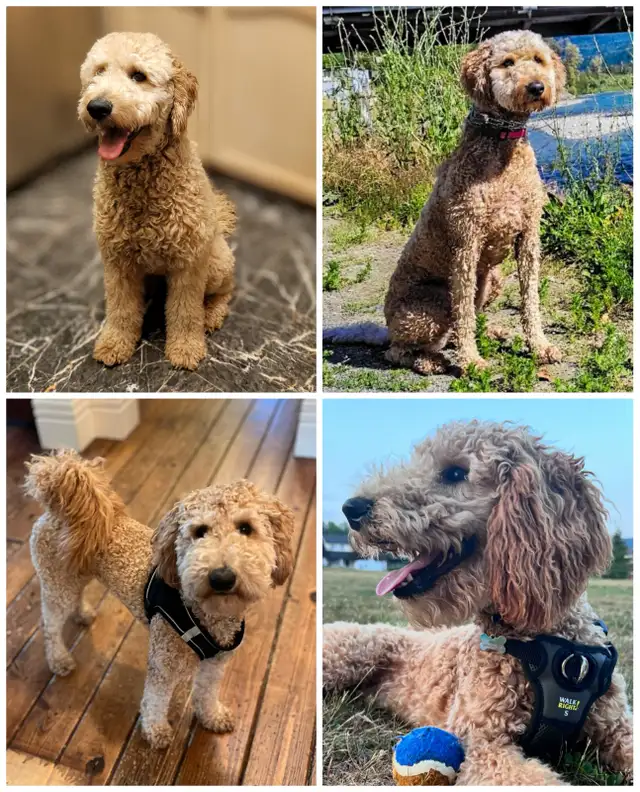 Goldendoodle puppies have arrived! in Dogs & Puppies for Rehoming in Vancouver - Image 11
