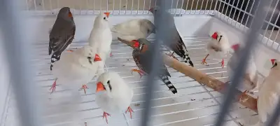 Zebra finch for sale, View more