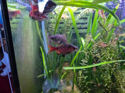 5 Adult Odessa Barbs, View more