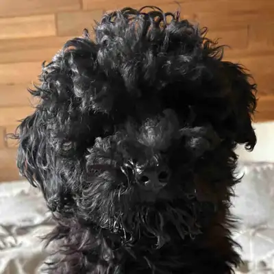 Due to unforeseen circumstances, this little boy is looking for a new home. He was born on January 1...