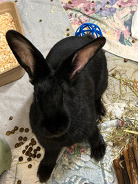 Spring Roll - friendly bunny seeking forever home