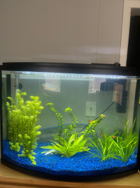 36g fish tank