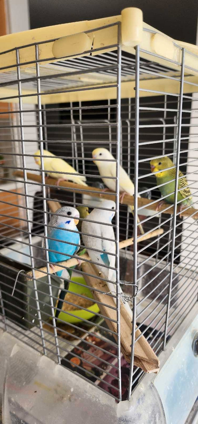 Baby Budgies for sale in Birds for Rehoming in Mississauga / Peel Region - Image 3