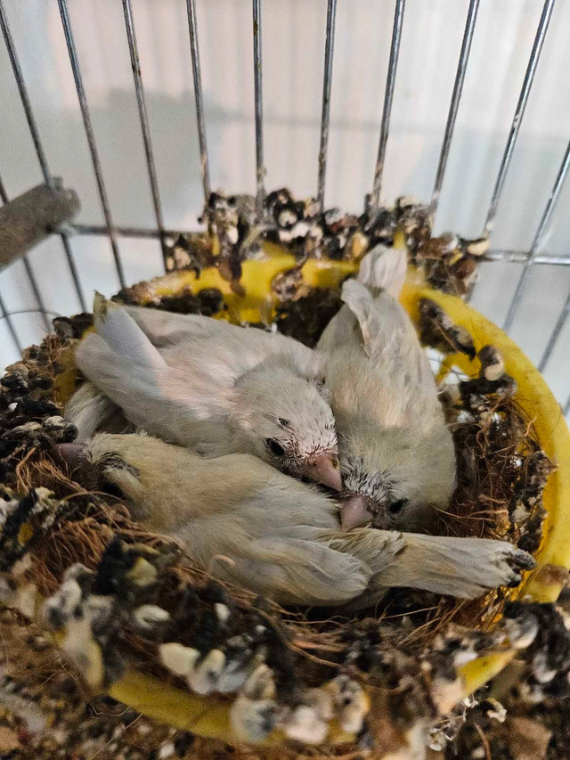 Canaries jeunes prêt 2025 chanteurs et de couleurs dans Oiseaux à adopter  à Laval/Rive Nord - Image 2
